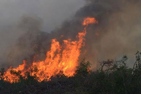 Bursa'da orman yangını