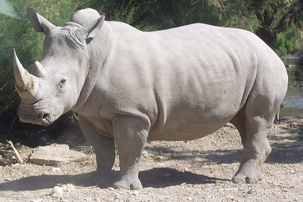 Dünyada sadece 3 tane kaldı