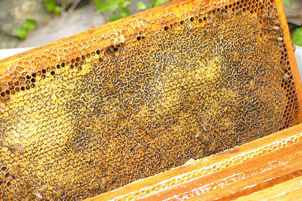 Dünyanın çam balını Türkiye üretiyor