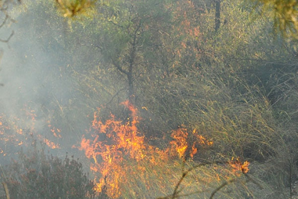 Ordu'da korkutan orman yangını