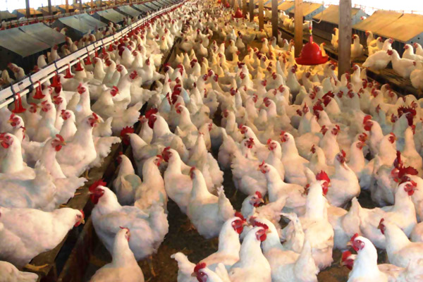 Ukrayna'dan Türkiye'ye destek