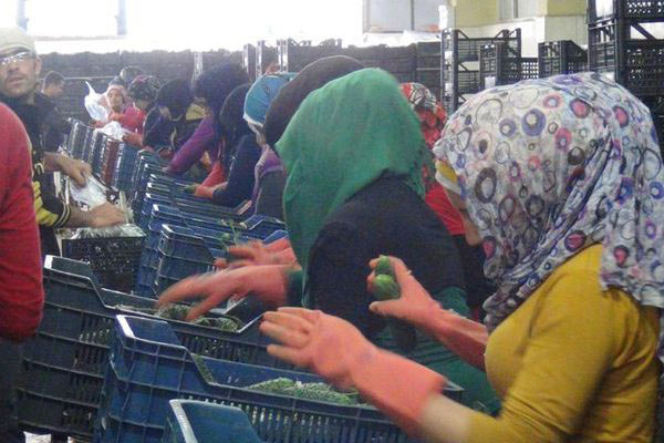 Rus uçağı ticareti de vurdu