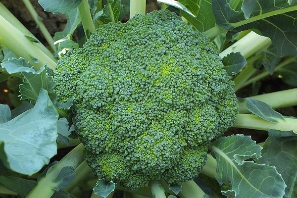 Brokoli üretimi yüzde 73 arttı