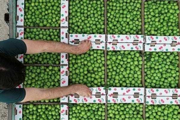 Erik tarlada 3, tezgahta 10 lira