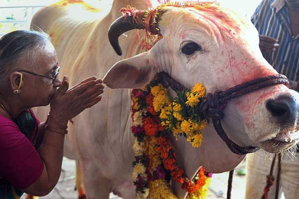 Hindistan'da bir Müslüman inek kestiği iddiasıyla dövülerek öldürüldü