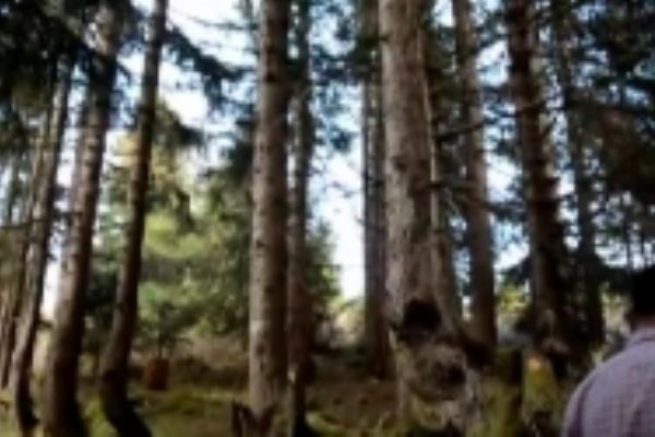 Bir gövdede 18 ağaç