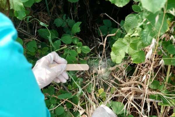 Örümcek ağıyla kanser tedavisi projesi ödül aldı