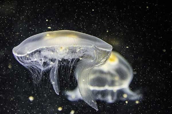 Yeni canlı türleri bulundu