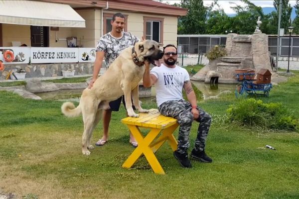 'Anadolu aslanı'na yabancı ilgisi