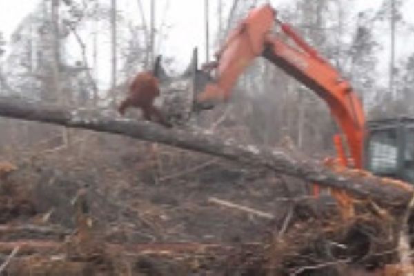 Orangutan buldozere meydan okudu