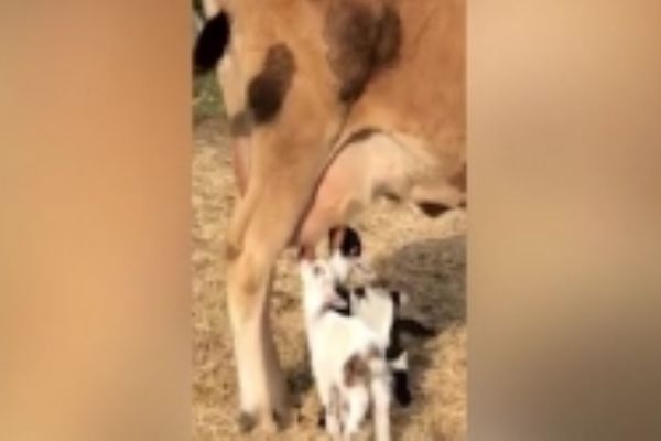 Oğlaklara annelik yapan inek