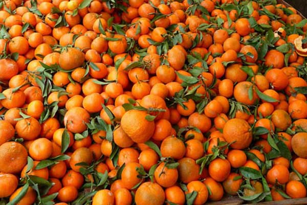 Rusya'ya en çok mandarin ihraç edildi