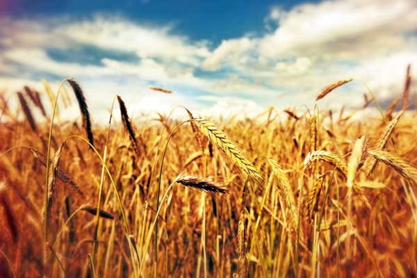 Kanada'da genetiğiyle oynanmış buğday alarmı!