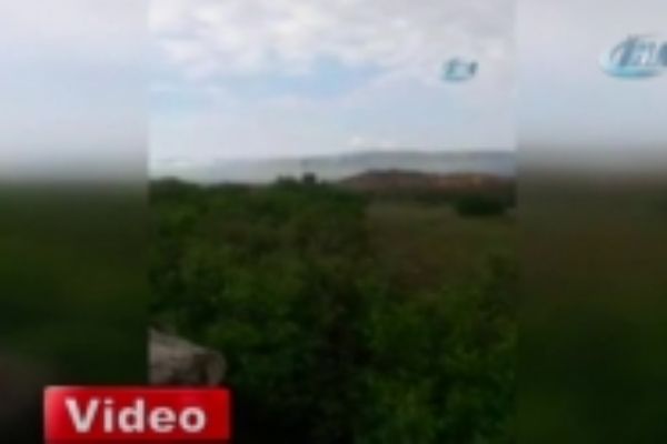 Kangal köpeği ayıya meydan okudu