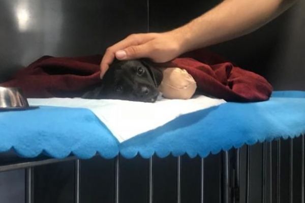 Sakarya'da bacakları kesilen köpeğe müdahalede bulunan veteriner hekim konuştu