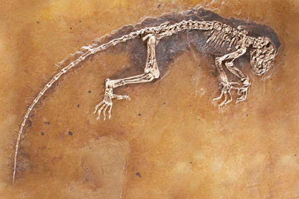 Kambriyen öncesi döneme ait iki canlı türü fosili bulundu