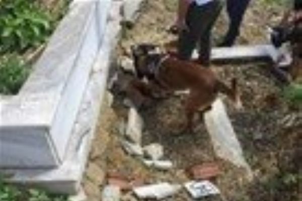 İstanbul'da mezarlıkta polisi şoke eden görüntü: Mezar taşını kaldırınca...