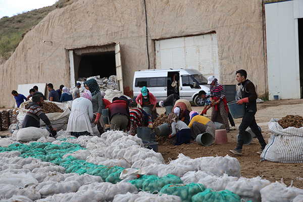 Patates fiyatlarında düşüş bekleniyor