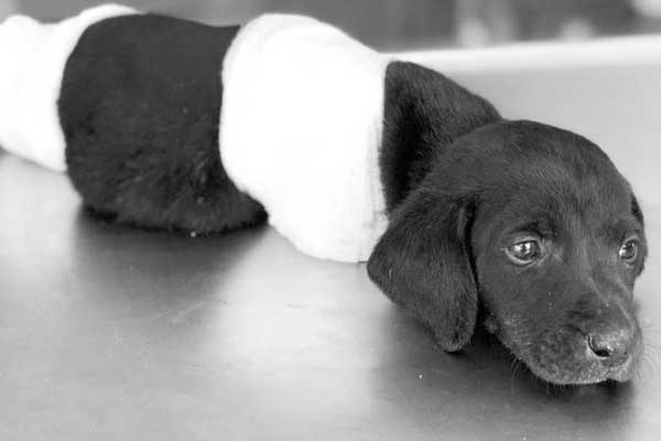 Sakarya’daki yavru köpek vahşetinde yeni iddia!