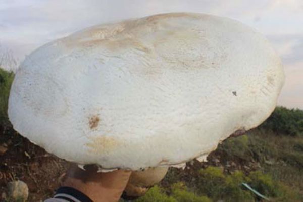 2 kilo ağırlığında dev mantar bulundu