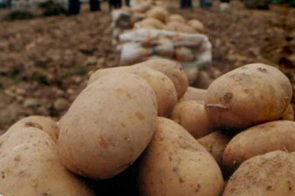 Patates ve soğan fiyatlarıyla ilgili önemli açıklama!