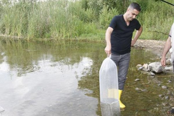 Bakanlık özel tesislerde yetiştiriyor: 45 bin sazan göle bırakıldı