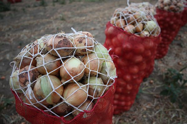 'Soğan fiyatları haftaya düşüşe geçer'