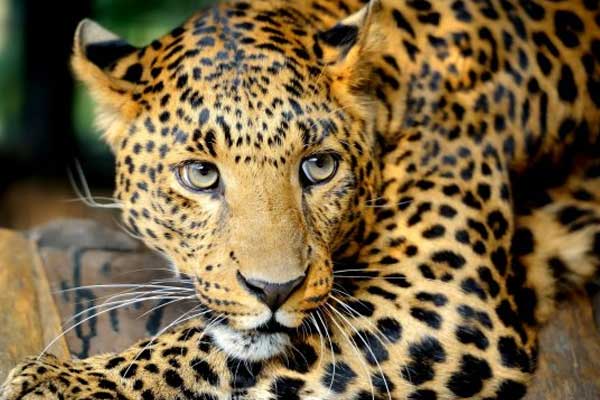 Льговская прокуратура пытается запретить продажу леопарда в интернете