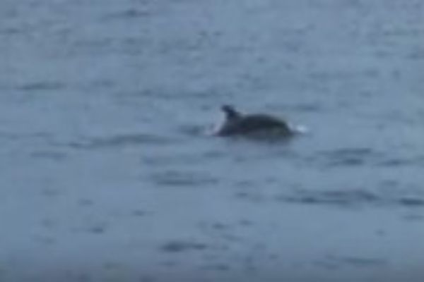 Boğaz’da yunusların ilgi çeken avı