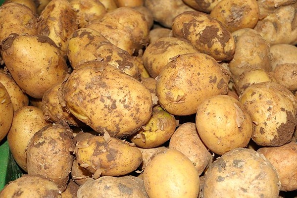 Patateste üretici fiyatı düşüşte