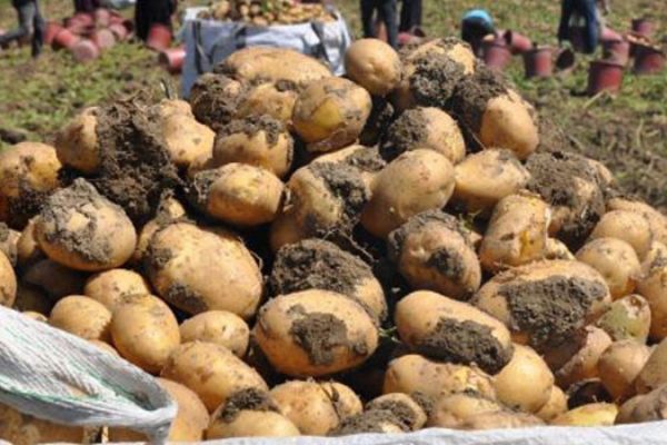 Hasat başladı, patates tarlada 2 lira
