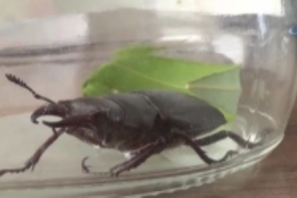 Et yiyen böcek Bilecik'te görüldü