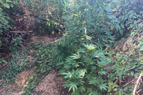 Pamuk tarlasında Hint keneviri ele geçirildi