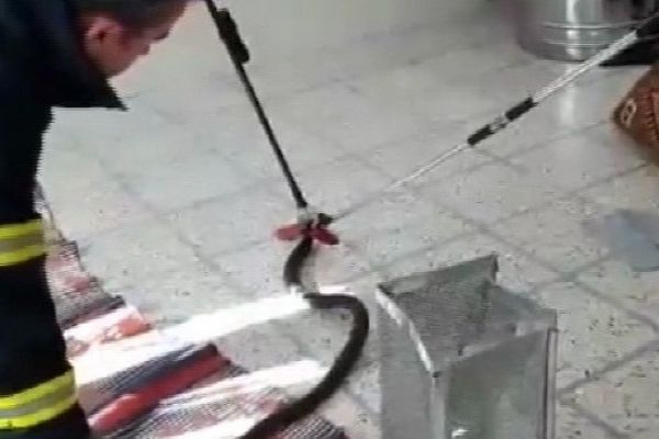 Eve giren yılan itfaiye ekiplerine zor anlar yaşattı