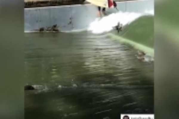 Ördeklerin sörf keyfi