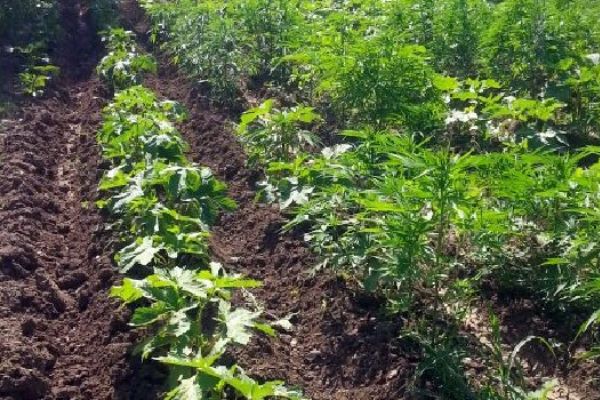 Kenevirleri bamya sanmış