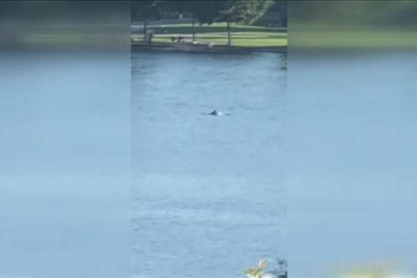 Haliç'in sevimli misafirleri yunuslar