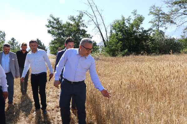 Niğde'de buğday rekoltesinde artış bekleniyor