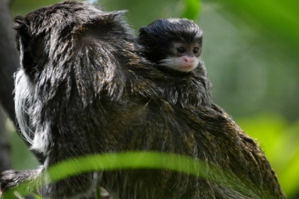 Bursa'nın sakallı maymunları yavruladı