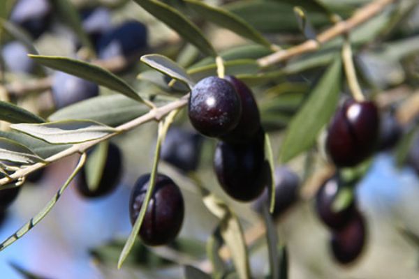 Mevsim değişiklikleri zeytini vurdu