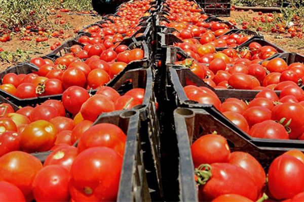 Yağmur ve sıcak domatesi olumsuz etkiledi