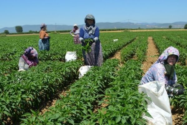 Biber Avrupa yolunda