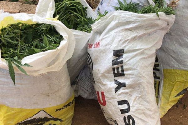 Gaziantep'te Hint keneviri operasyonunda 7 kişi tutuklandı