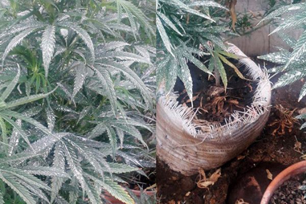 İzmir'de lüks villaya uyuşturucu operasyonu!