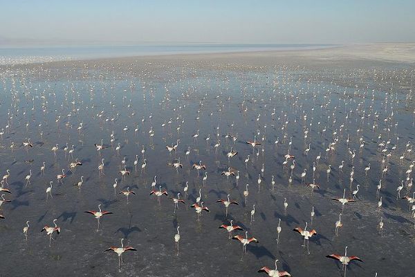 Tuz Gölü'nde flamingo şöleni