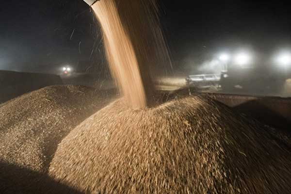 ABD Tarım Bakanlığı: Buğday ihracatının lideri Rusya