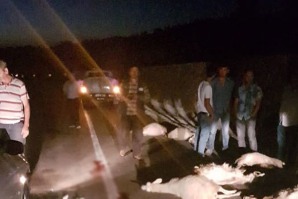 Bursa'da otomobil koyun sürüsüne daldı, 14 koyun telef oldu