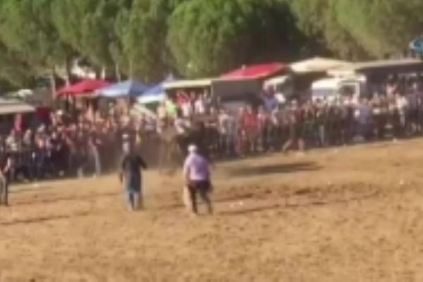 Boğa festivalinde ortalık karıştı