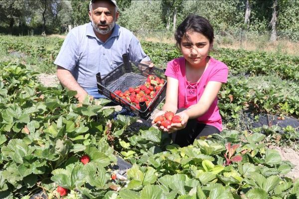 Köyünden göçü engellemek için çilek üretiyor