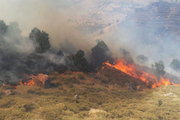 Adıyaman'da orman yangını: 15 hektarlık alan kül oldu